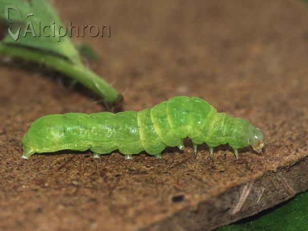 Phlogophora meticulosa