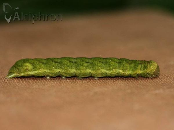 Phlogophora meticulosa