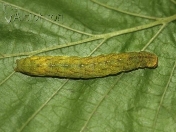 Phlogophora meticulosa