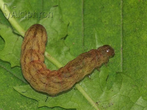 Phlogophora meticulosa