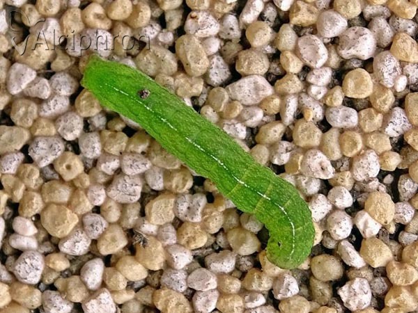 Phlogophora meticulosa