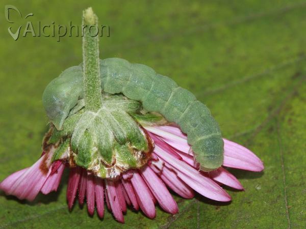 Phlogophora meticulosa