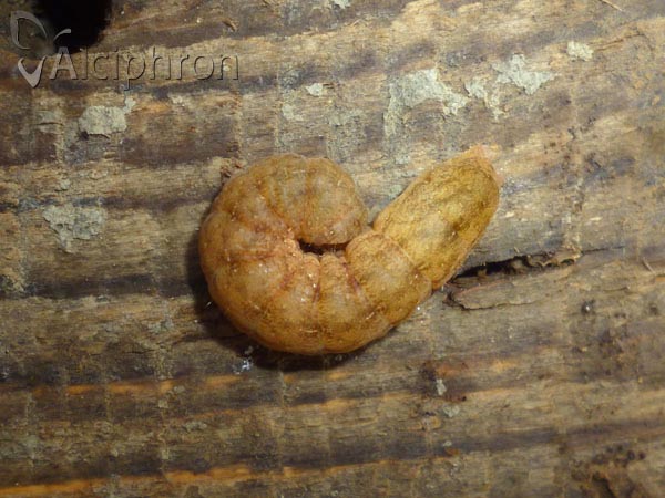 Phlogophora meticulosa