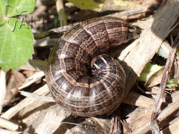 Apamea remissa