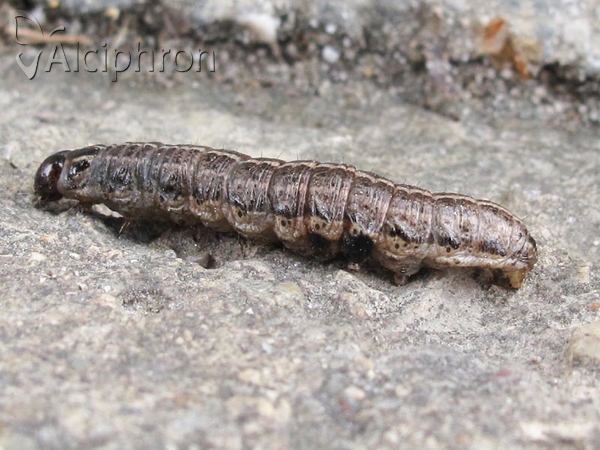 Apamea sordens