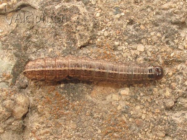 Apamea sordens