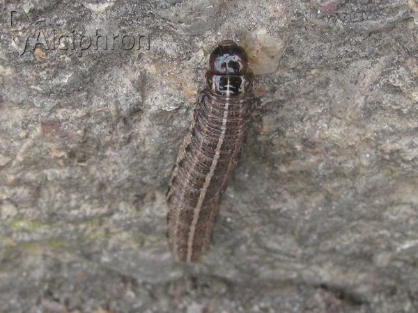 Apamea sordens