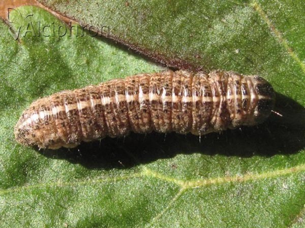 Apamea sordens