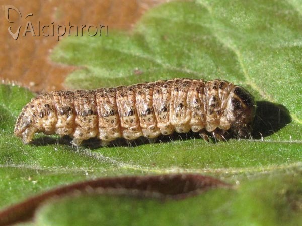 Apamea sordens