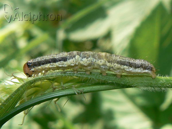 Apamea scolopacina