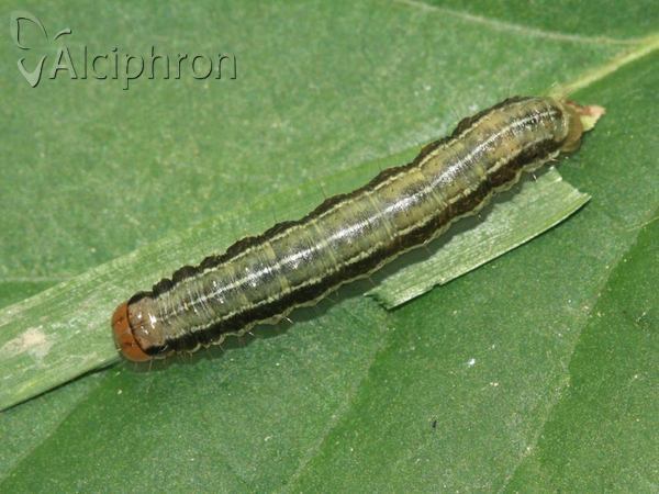 Apamea scolopacina