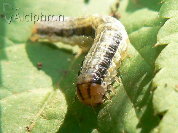 Apamea scolopacina