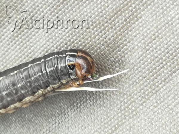 Apamea scolopacina