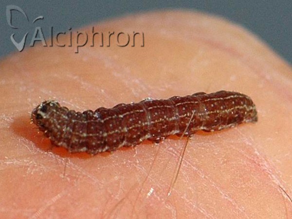 Eupsilia transversa