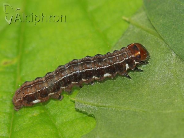 Eupsilia transversa