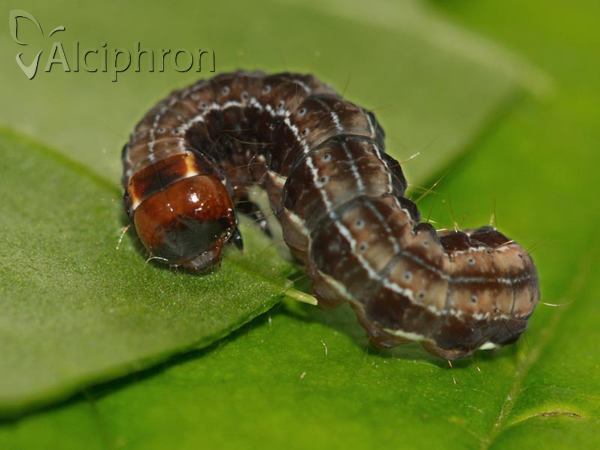 Eupsilia transversa