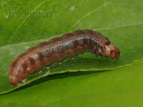 Eupsilia transversa
