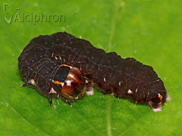 Eupsilia transversa