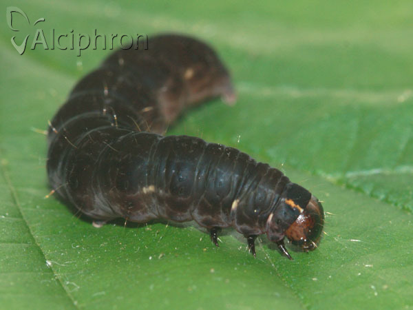 Eupsilia transversa