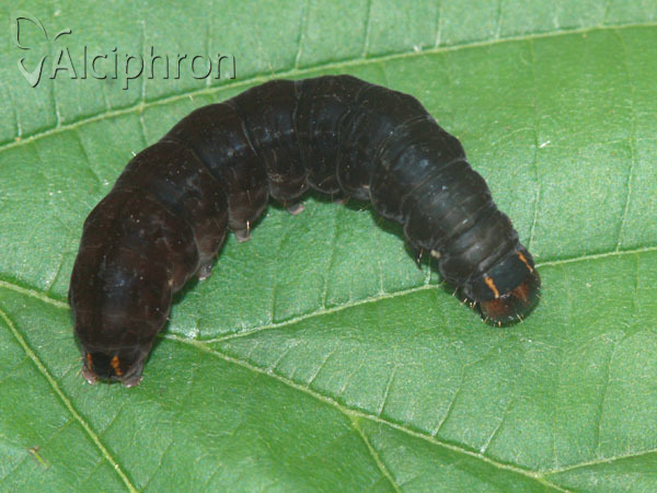 Eupsilia transversa