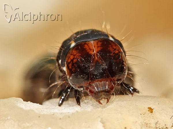 Eupsilia transversa