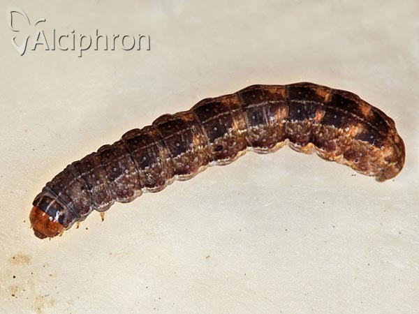 Eupsilia transversa