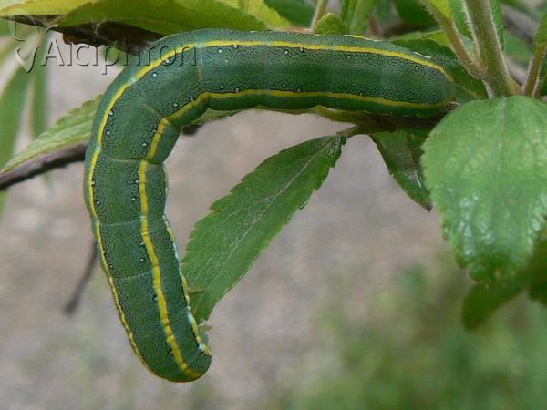 Xylena exsoleta