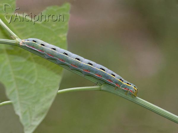Xylena exsoleta