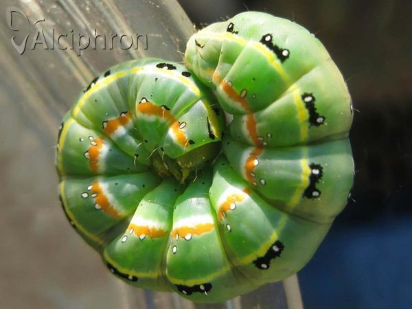 Xylena exsoleta