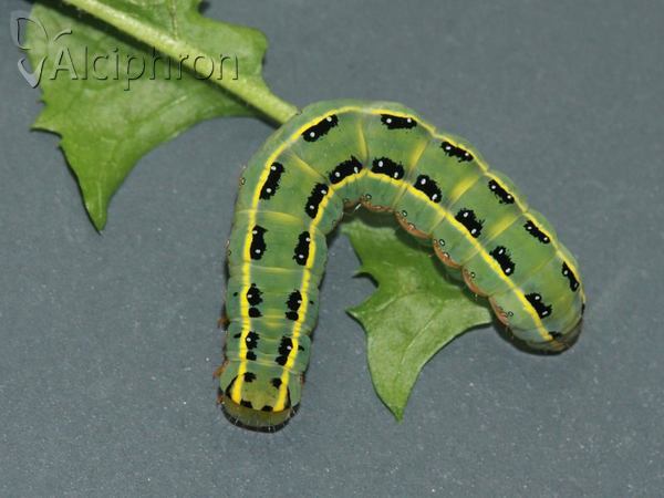 Xylena exsoleta