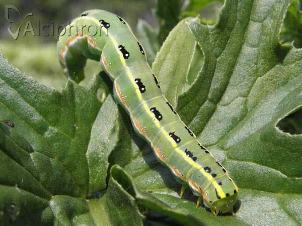 Xylena exsoleta