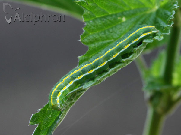 Xylena exsoleta