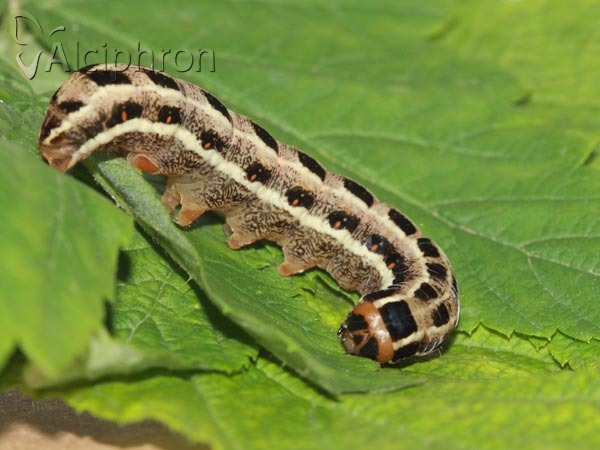 Xylena lunifera