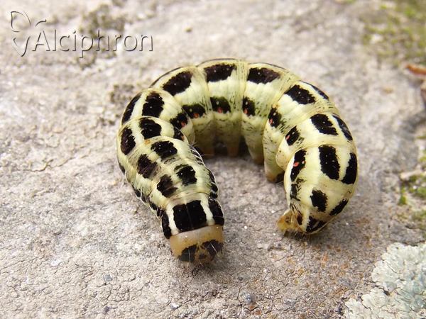 Xylena lunifera