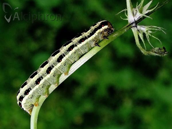 Xylena lunifera