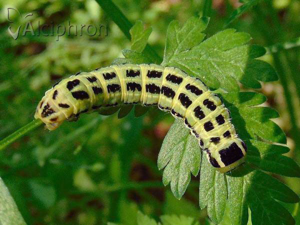 Xylena lunifera