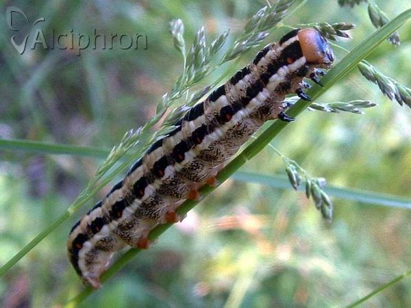 Xylena lunifera