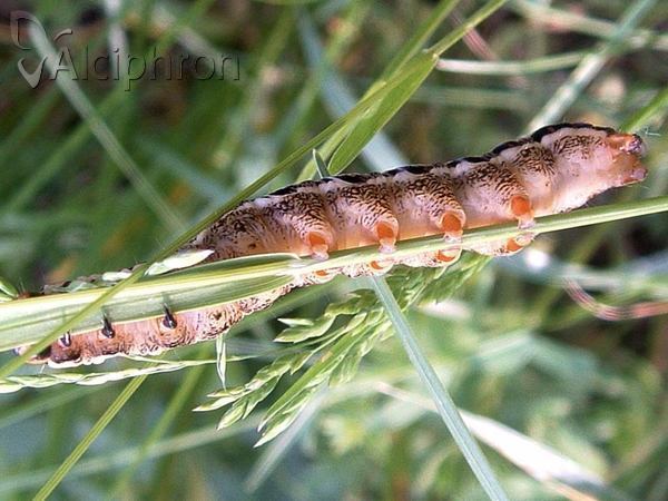Xylena lunifera