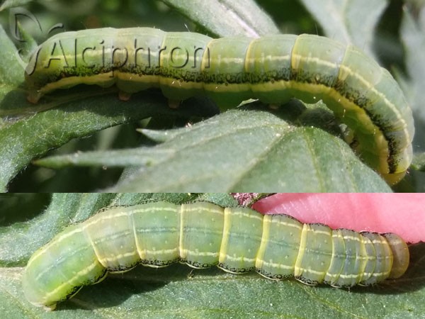 Xylena lunifera