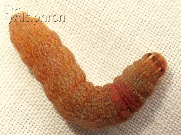 Conistra vaccinii