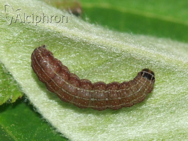 Conistra rubiginosa