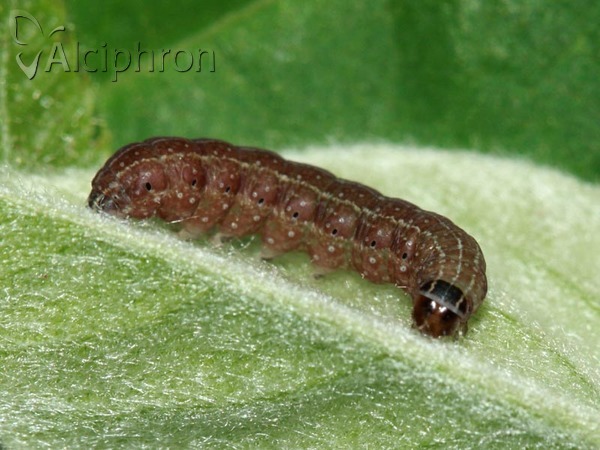 Conistra rubiginosa
