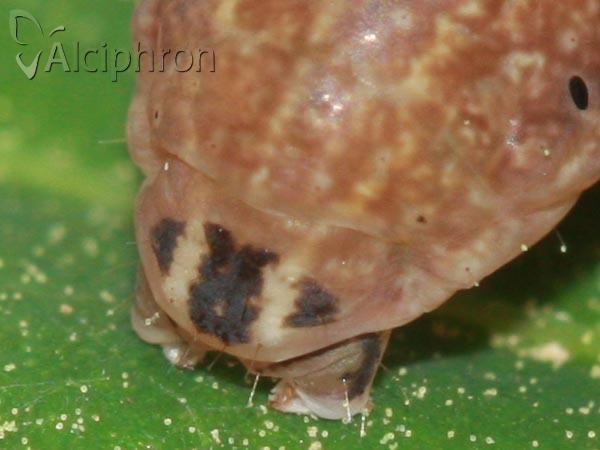 Conistra rubiginosa