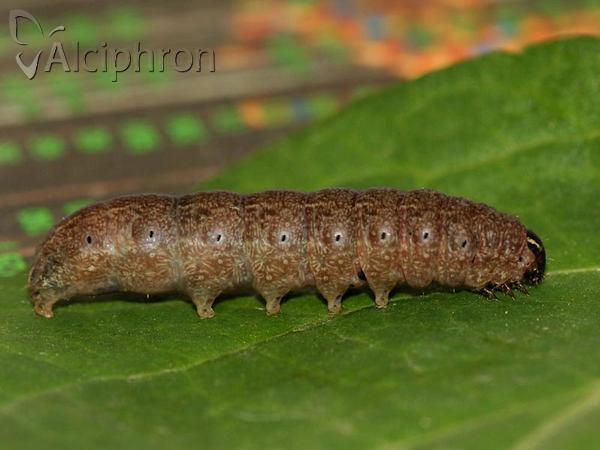 Conistra rubiginosa
