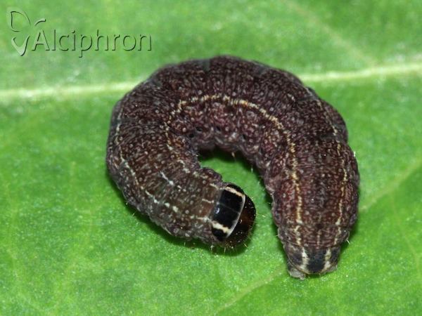 Conistra rubiginosa