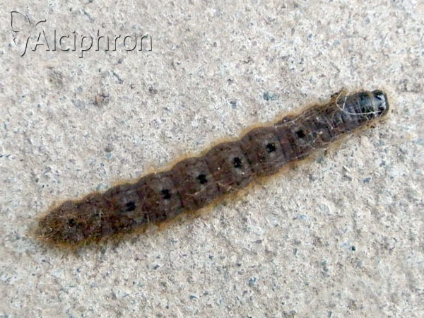Conistra rubiginea