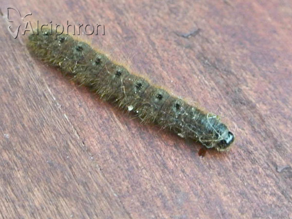 Conistra rubiginea