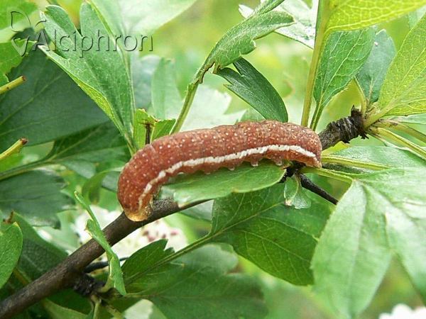Agrochola lychnidis