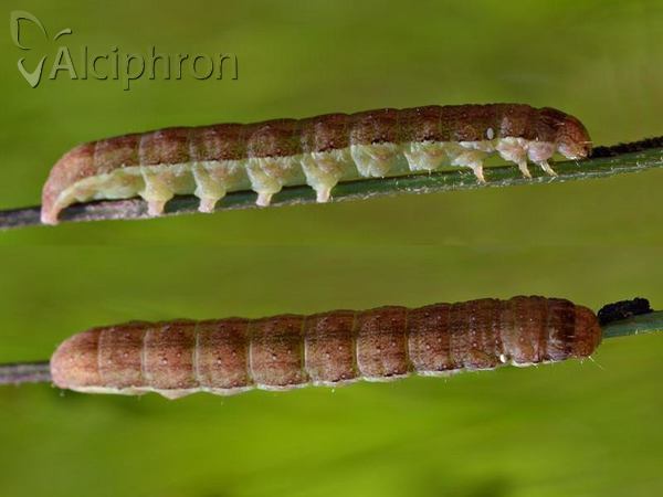 Agrochola lychnidis