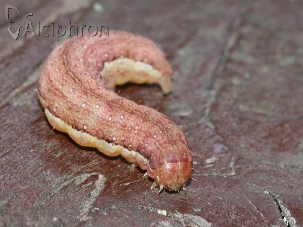 Agrochola lychnidis